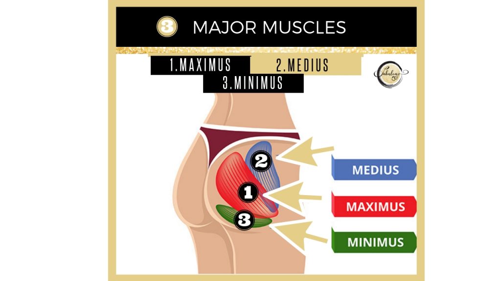 major muscles